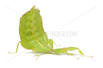 Leaf Insect on white background