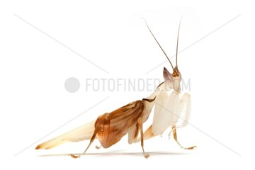Malaysian Orchid Mantis on white background