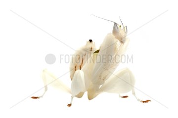 Malaysian Orchid Mantis on white background