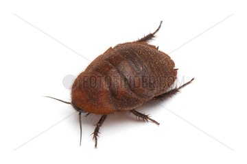 Domino Cockroach on white background