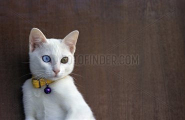 White cat with different colored eyes Thailand