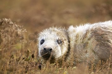 Young Grey seal in Donna Nook England