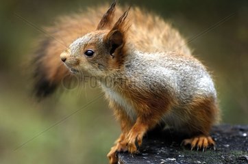 European red Squirrel at spring Finland