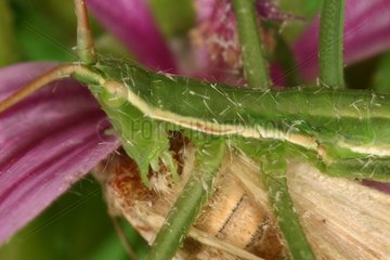 Larvae of a Predatory Bush Cricket eating a Moth