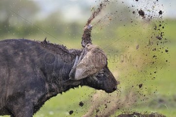 African Buffalo is shaking mud in Masai Mara NR Kenya