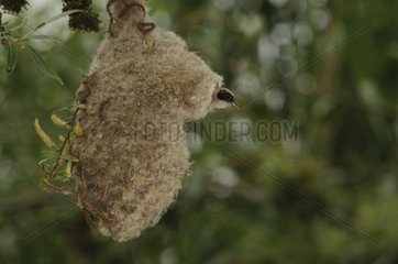 Penduline tit feeding chicks in characteristic nest Spain