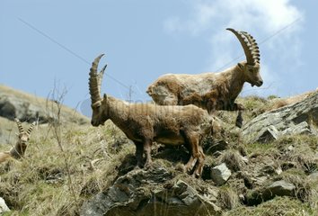 Ibex male on rocks Vanoise France