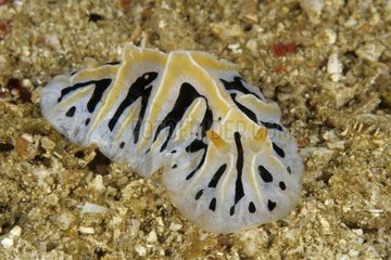 Dorid Nudibranch Komodo Indonesia
