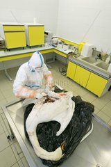 Autopsy of a corpse of swan Moselle France