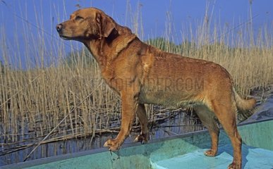 Labrador stand up on the edge of a rowing boat