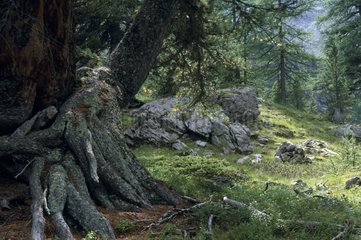 Subalpine WaldAlpen Frankreich