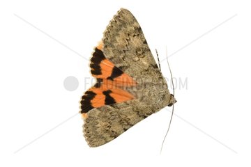 French Red Underwing in studio