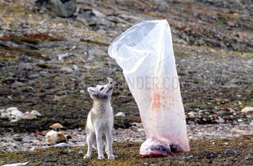 Renard polaire attiré par la viande en sac Groenland