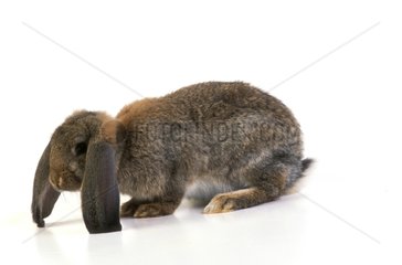Belier nain rabbit in studio