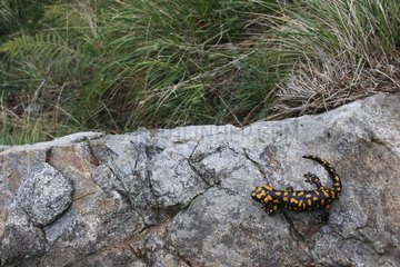 Corsican Fire Salamander in the Corsican forest Vizzanova