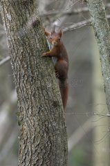 Red Squirrel on a trunk Finland