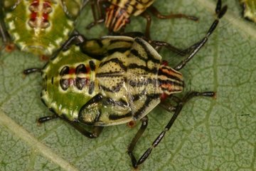 Parent bug larva on a leaf Belgium