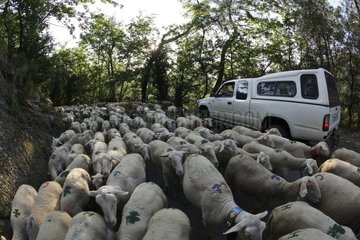 Transhumance von Schafherden im Cevennes Frankreich