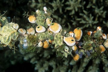Schale und Korallen klammern sich am unteren Malaysia