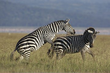 Grant's Zebras in savanna Nakuru Kenya