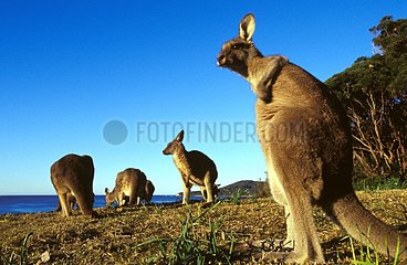 East Grey Kangaroos am NSW Australia Beach