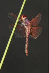 Red-veined Dragonfly Midi-Pyrénées France
