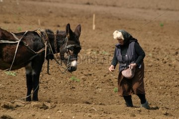 Manual sowing and Mule in Bulgaria April [AT]
