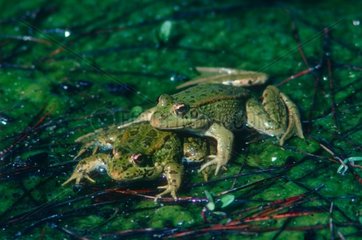 Coupling in Lowland frog in water