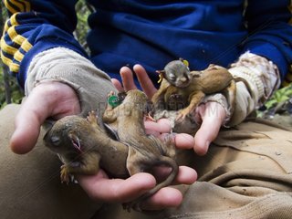 Biologist manipulating a young American Red Squirrels Yukon