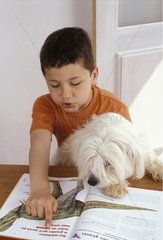 Garçon lisant un livre avec un Coton de Tuléar