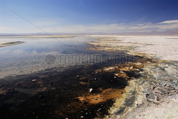 Laguna Chaxa Salar de Atacama Chili