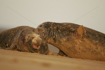 Gray Seals males fighting on the sand beach Scotland