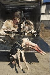 Ramassage de bétail mort par le camion d'équarrissage