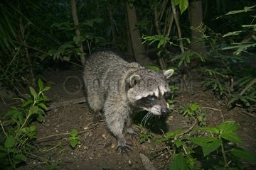 Northern Raccoon in undergrowth at night Belize