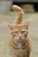 Portrait of an European Cat Yport France