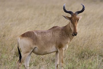 Male Hartebeest surprised in the savanna Masai Mara Kenya