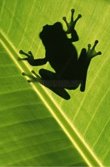 Silhouette of a Tree frog on a leaf Nicaragua