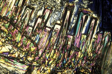 Cristal de sucre en microscopie