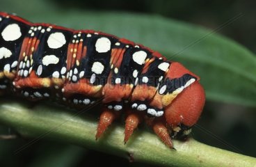 Caterpillar of Spurge howk-moth on a stem
