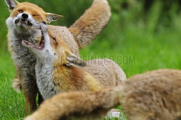 Conflict between Red Foxes of the same family England