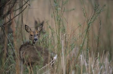Roe-deer supris during to nourish Doubs France