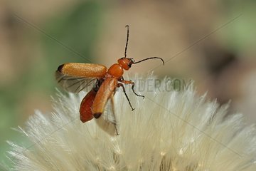 Common Red Soldier Beetle Fliege im Frühlingsvar