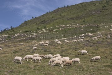 Pâturage de moutons dans les bruyères