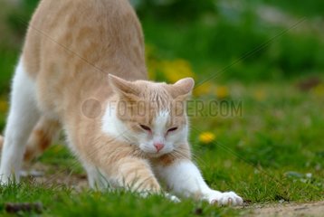 Cat stretching itself in the grass France