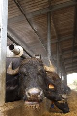Biologische ZÃ¼chtung von Bufflonnes Italien