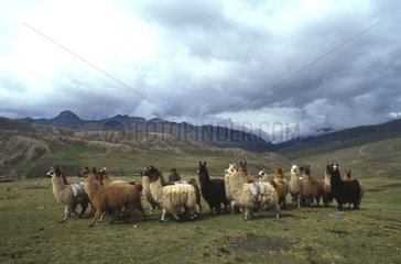 Bolivien weideten Lamas Caravan