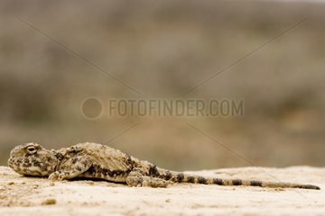 Gecko dans la steppe de l'ouest du Kazakhstan
