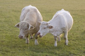 Vache et taureau Charolais au pré en été