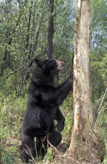 Ours noir d'Amérique dressé contre un arbre Québec Canada