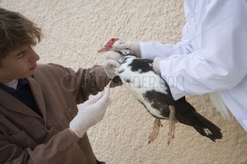 Vaccination d'un canard contre le virus de la Grippe aviaire